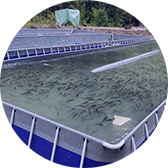跑道式流水槽養(yǎng)魚(yú)項(xiàng)目二