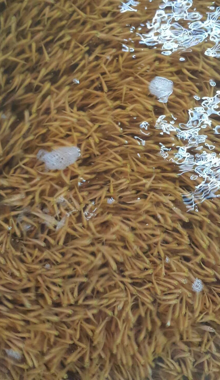 夏天高溫，水產(chǎn)養(yǎng)殖應(yīng)該注意哪些地方