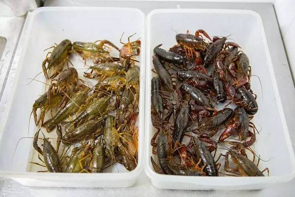 水產(chǎn)養(yǎng)殖行情之2019年9月16日各地小龍蝦批發(fā)價(jià)格