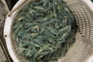 水產(chǎn)養(yǎng)殖知識(shí)——對(duì)蝦養(yǎng)殖之桃拉病毒